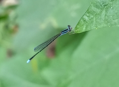 Aciagrion occidentale