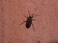 Physopelta quadriguttata