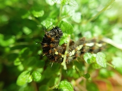 Acronicta rumicis