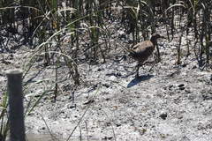 Rallus obsoletus levipes