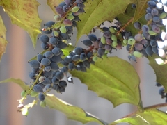 Berberis napaulensis