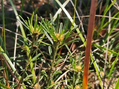 Pultenaea petiolaris