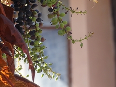 Berberis napaulensis