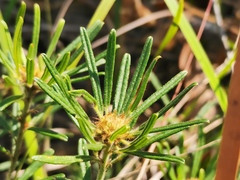 Pultenaea petiolaris
