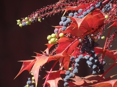 Berberis napaulensis