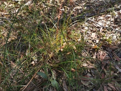 Pultenaea petiolaris