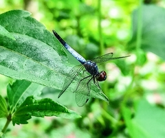 Brachydiplax sobrina