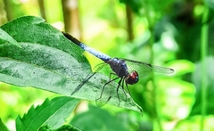 Brachydiplax sobrina