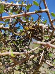 Korthalsella clavata