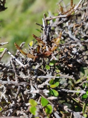 Korthalsella clavata