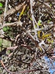 Korthalsella clavata