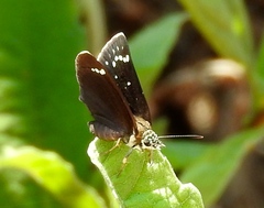 Pholisora