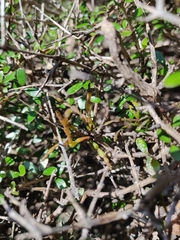 Korthalsella clavata