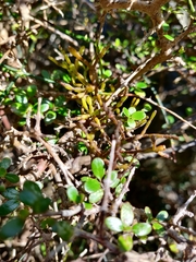 Korthalsella clavata