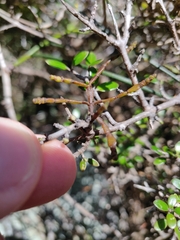 Korthalsella clavata