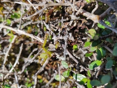 Korthalsella clavata