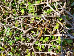 Korthalsella clavata