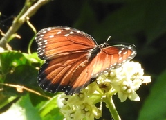 Danaus eresimus montezuma