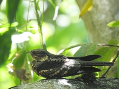 Caprimulgus manillensis