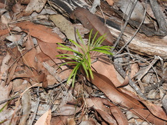 Macrozamia pauli-guilielmi