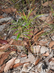 Macrozamia pauli-guilielmi