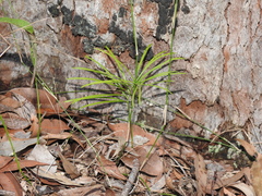 Macrozamia pauli-guilielmi