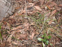 Macrozamia pauli-guilielmi