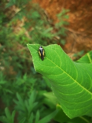 Hemithyrsocera vittata