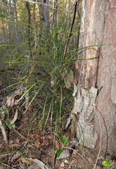 Macrozamia pauli-guilielmi