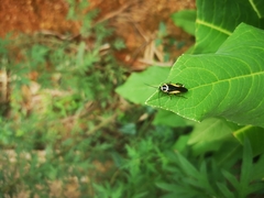 Hemithyrsocera vittata