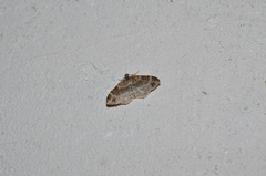 Xanthorhoe spadicearia