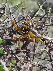 Korthalsella clavata