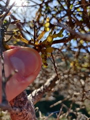 Korthalsella clavata