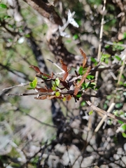 Korthalsella clavata