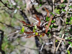 Korthalsella clavata