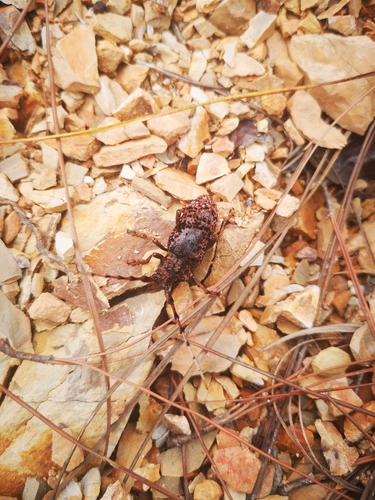 Aristobia hispida