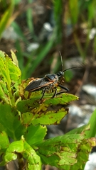 Apiomerus crassipes