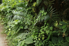 Cane (Calamus tenuis)