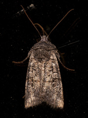 Litholomia napaea