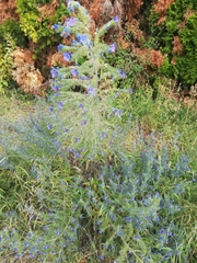 Echium vulgare