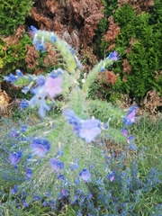 Echium vulgare