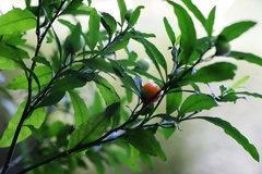 Solanum pseudocapsicum