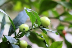 Solanum pseudocapsicum