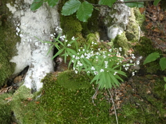 Galium aristatum