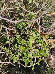 Sophora molloyi