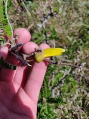 Sophora molloyi