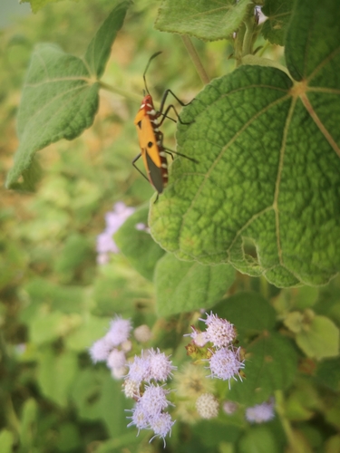 Indian Cotton Stainer