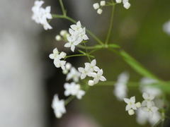 Galium aristatum