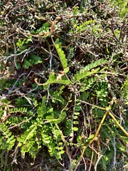 Sophora molloyi
