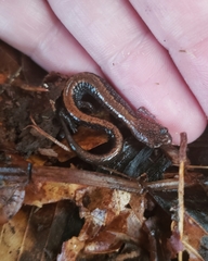 Plethodon cinereus